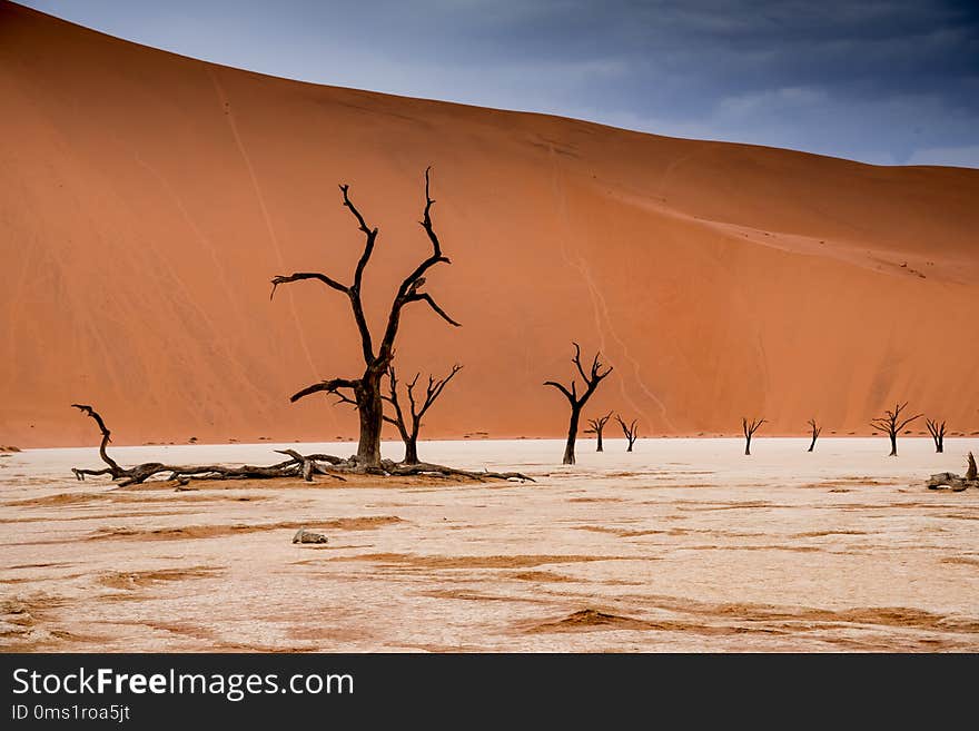 Camel thorn trees in Sossusvlei in Namibia