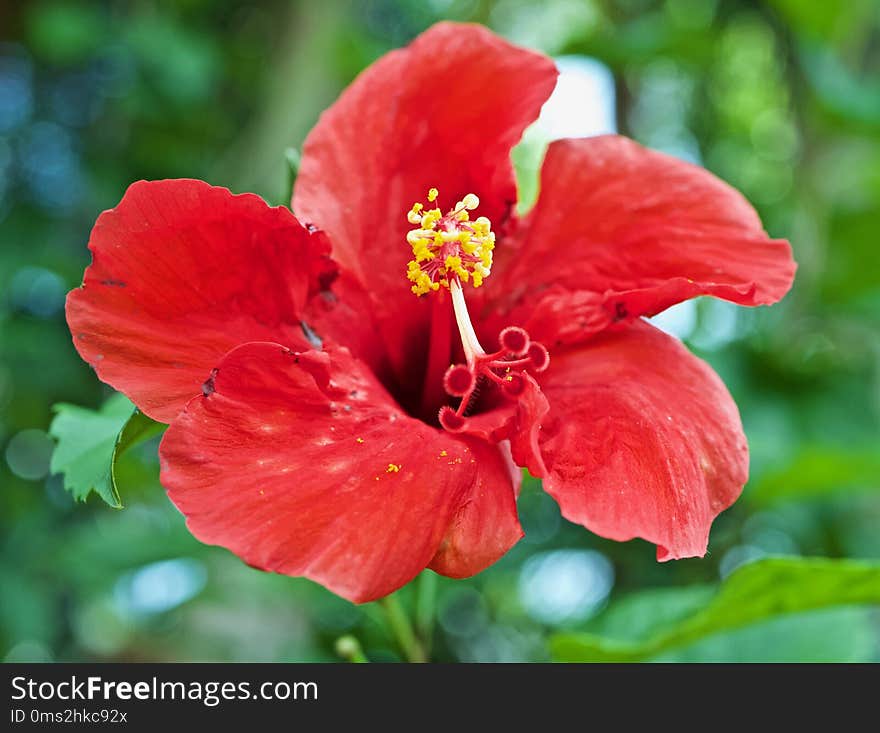 An enormous red flower in Florida. An enormous red flower in Florida