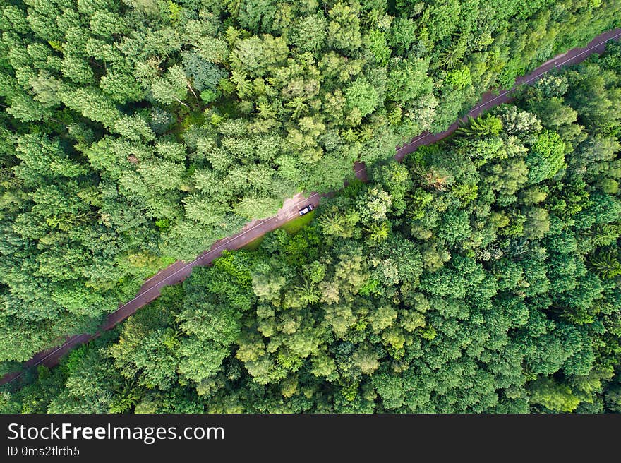 Green forest with road from above