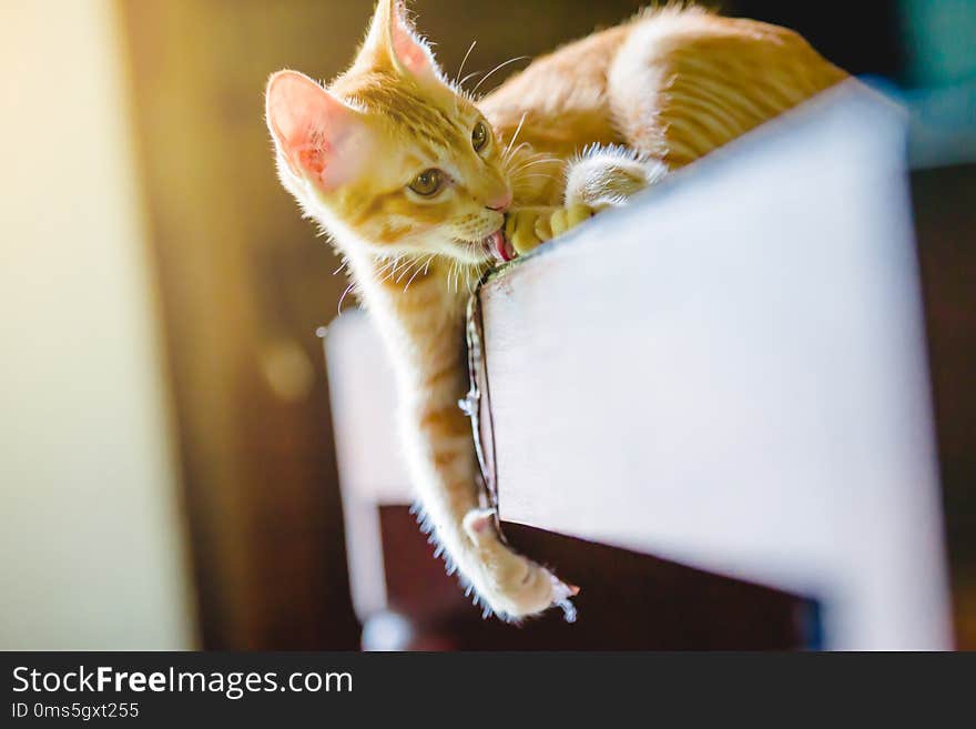 Brown Cat Enjoy On Glass Table.