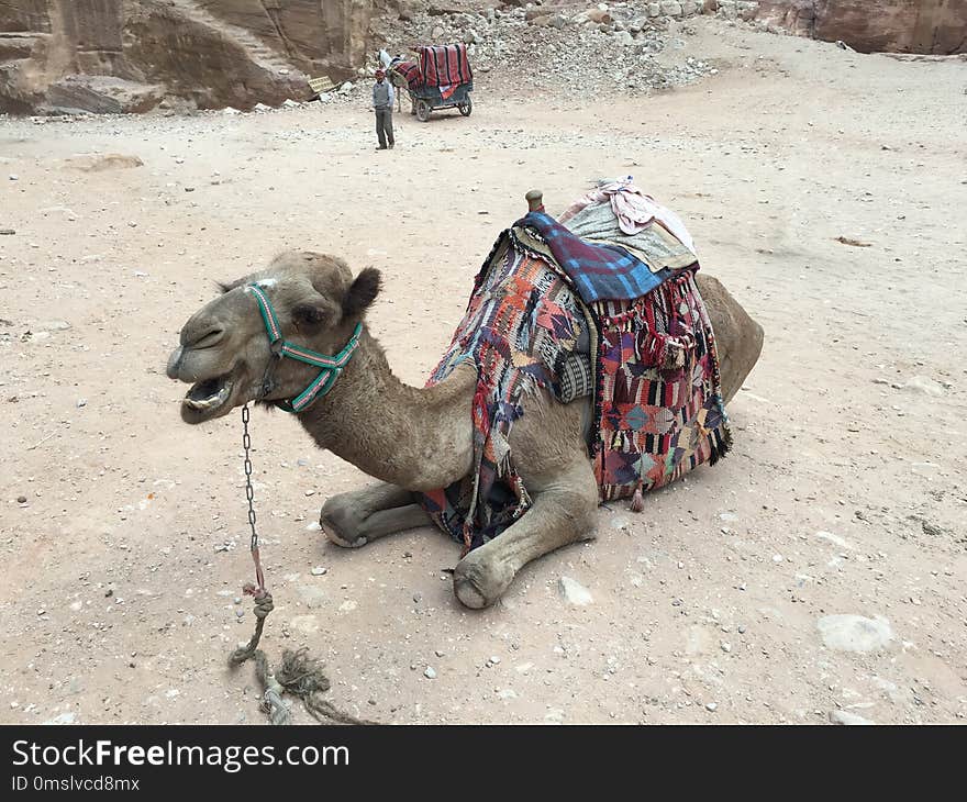 Camel, Camel Like Mammal, Arabian Camel, Mode Of Transport