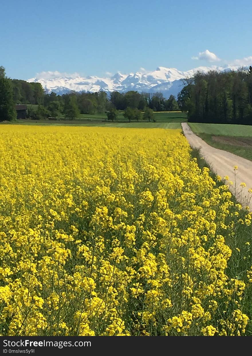 Yellow, Field, Rapeseed, Canola