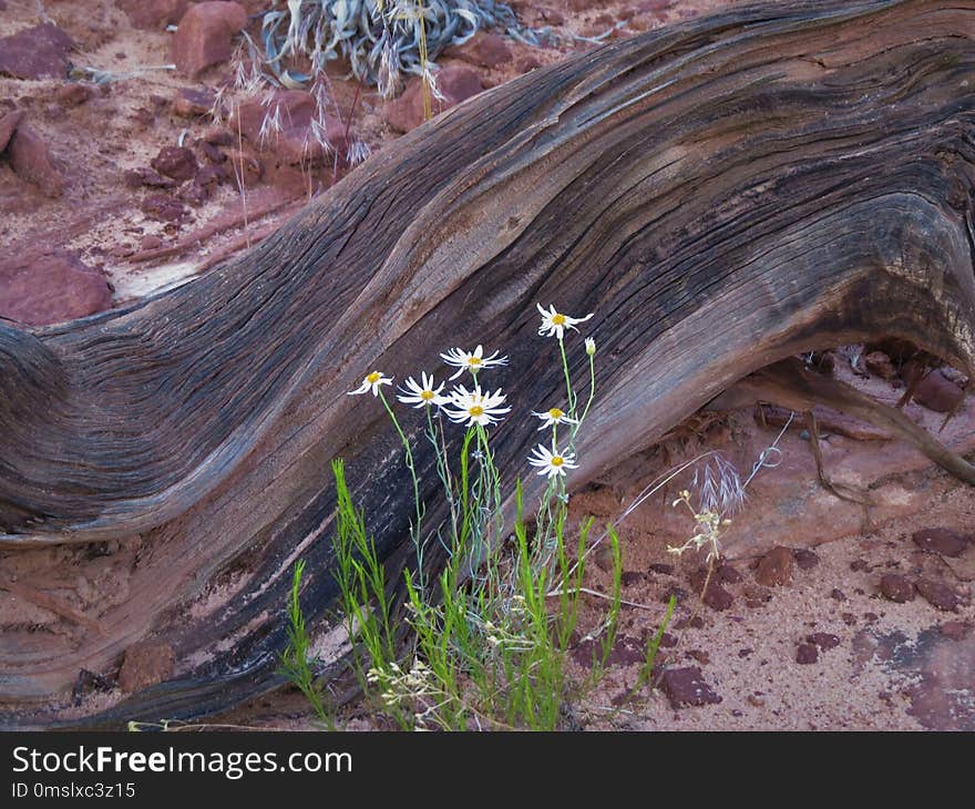 Rock, Flora, Plant, Geology