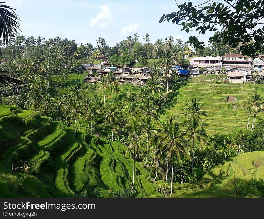 Vegetation, Nature Reserve, Paddy Field, Hill Station