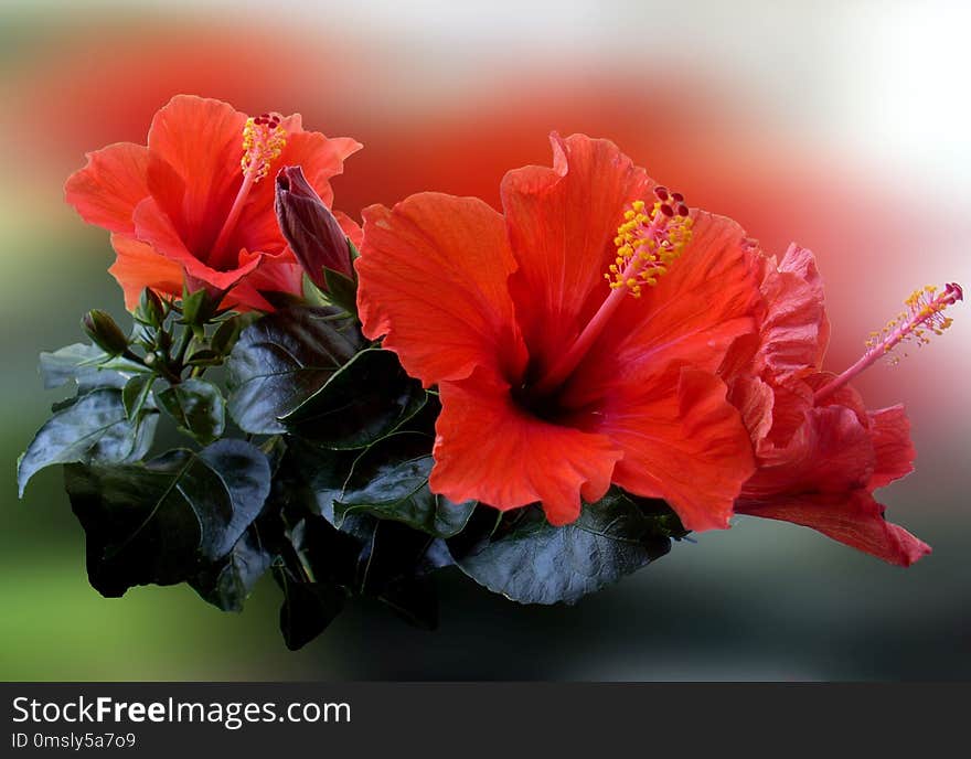 Flower, Hibiscus, Flowering Plant, Plant