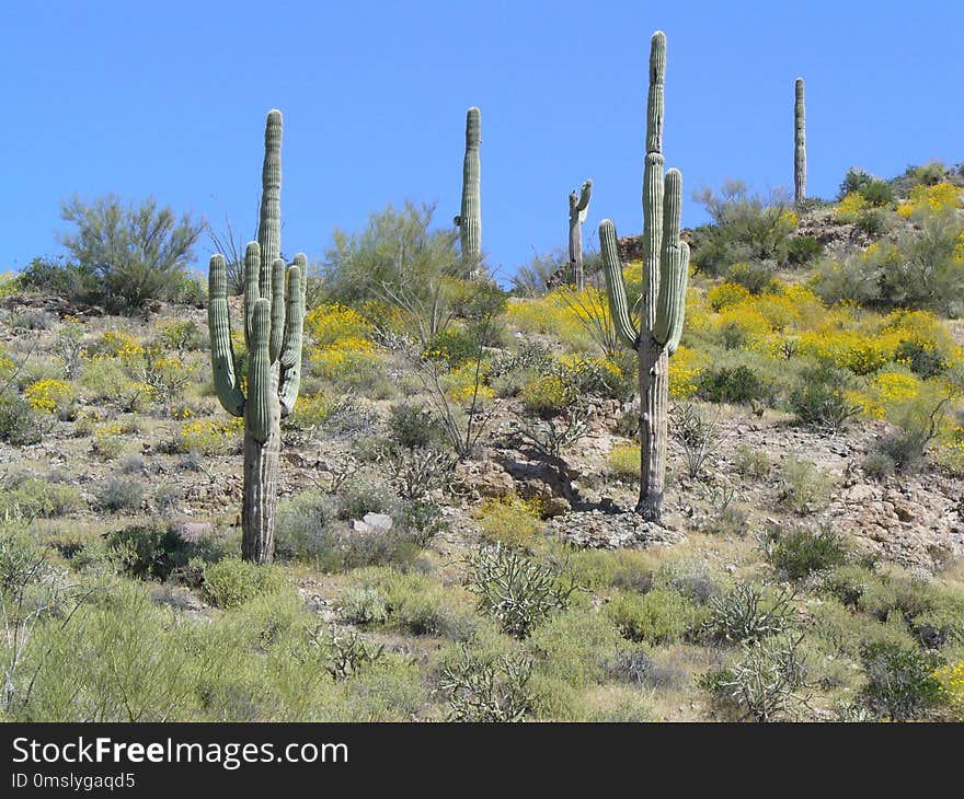 Ecosystem, Vegetation, Shrubland, Flower