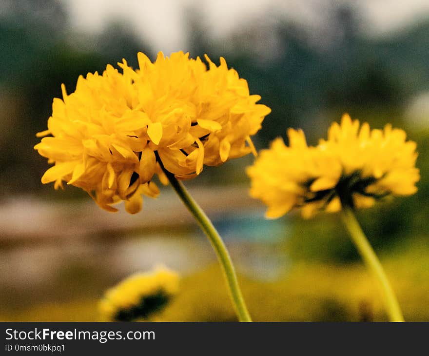 Flower, Yellow, Flora, Dandelion