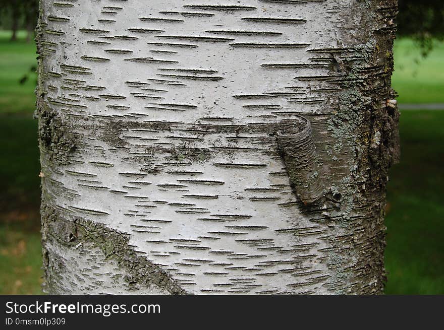 Tree, Woody Plant, Trunk, Birch