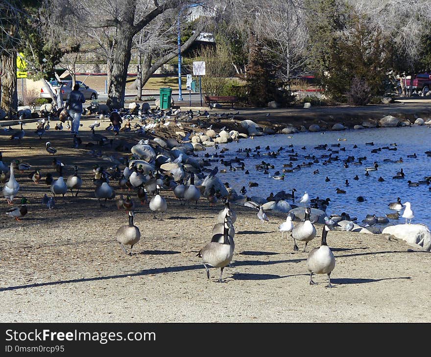 Water, Bird, Water Bird, Tree