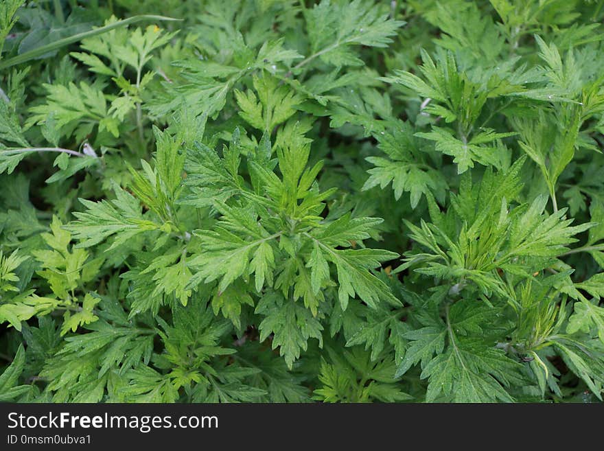 Japanese Mugwort, Plant, Mugwort, Herb