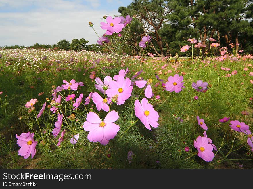 Flower, Plant, Flowering Plant, Ecosystem