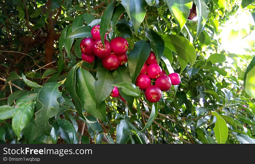 Fruit, Fruit Tree, Plant, Cherry