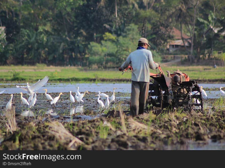 Water, Wetland, Plant, Agriculture