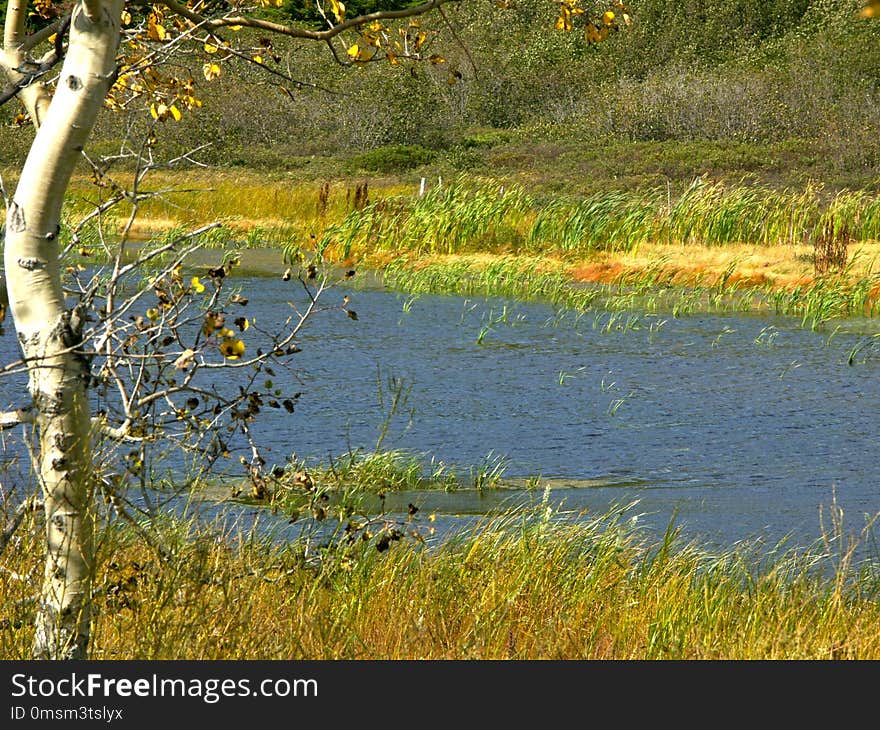 Water, Wetland, Nature Reserve, Ecosystem