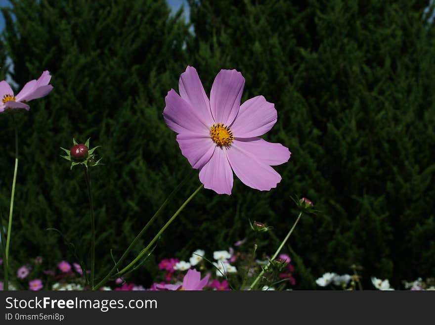 Flower, Garden Cosmos, Plant, Flowering Plant