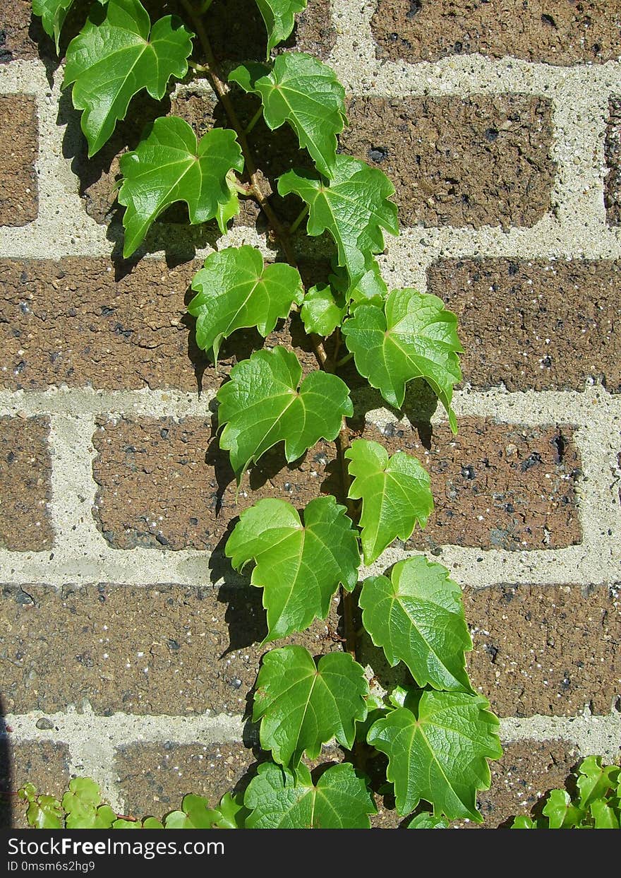 Plant, Leaf, Ivy, Tree