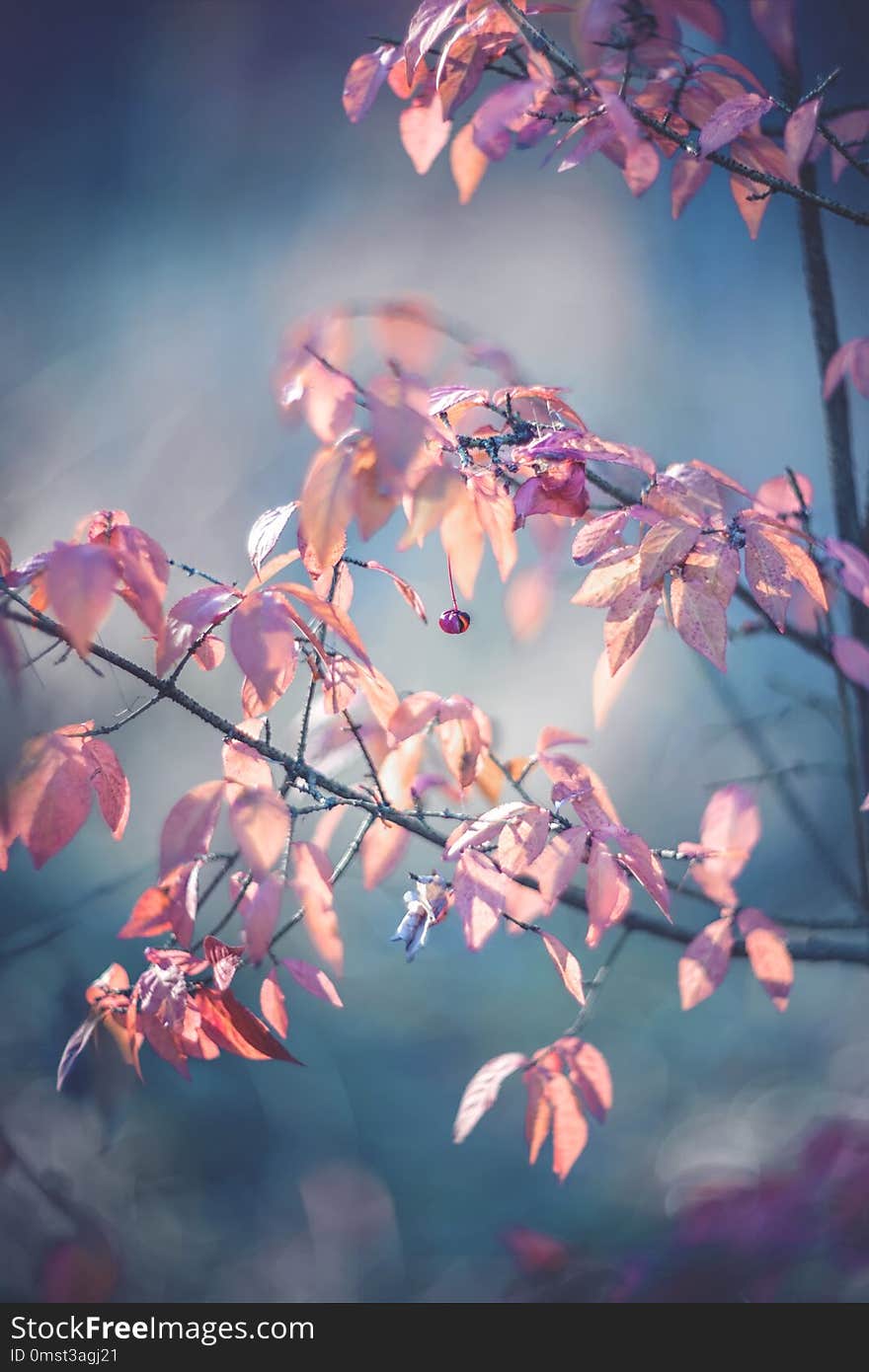 Autumn Pink Tender Bush Of A Beresklet On A Sunny Day. Selective Focus. Art. Wallpaper. Selective Focus