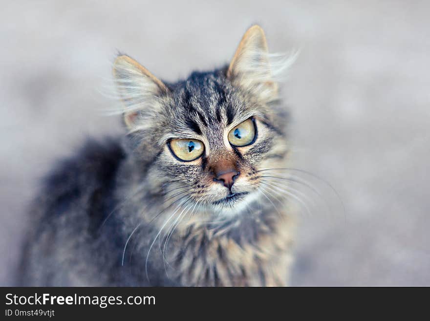 Closeup portrait of a cat with a blurred background shows the emotion of surprise. Copy space, toning