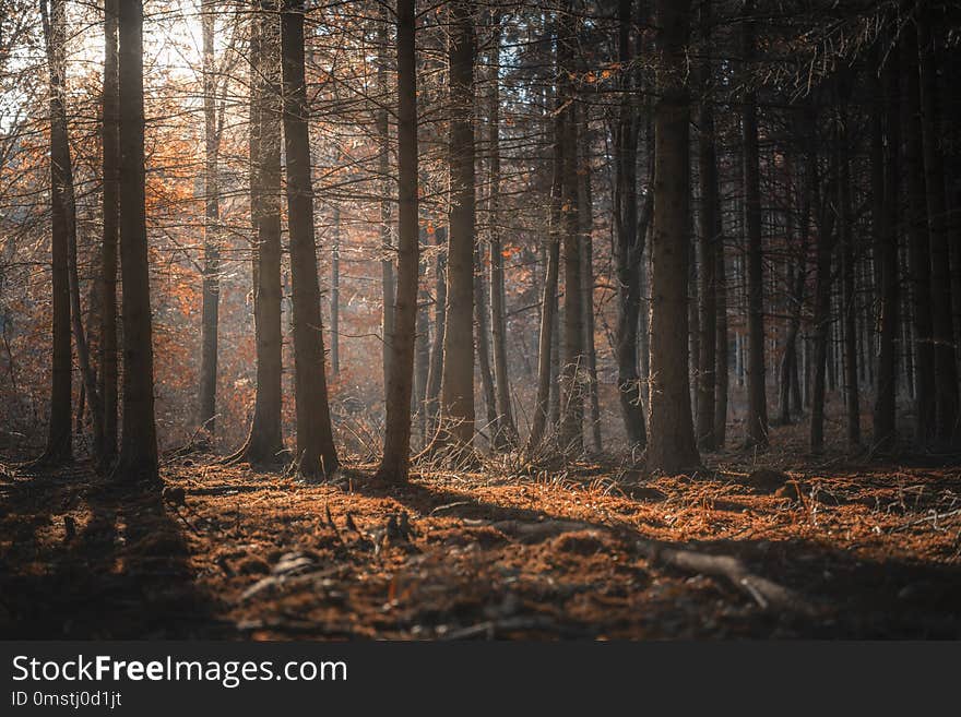 Sunshine through dark forest in autumn