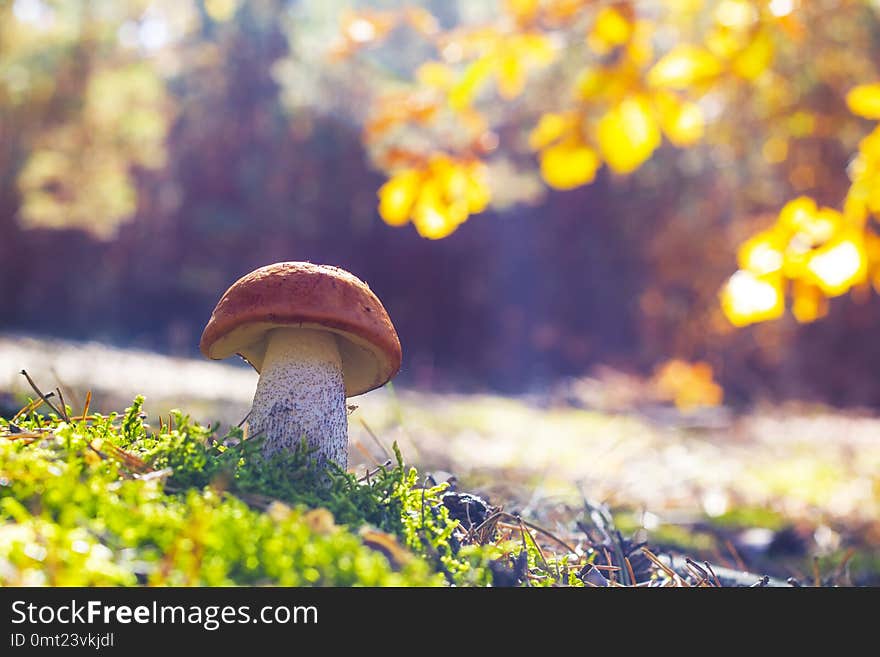 Big mushroom grow in sun rays. Leccinum growing in sunny wood. Beautiful edible autumn raw bolete. Big mushroom grow in sun rays. Leccinum growing in sunny wood. Beautiful edible autumn raw bolete