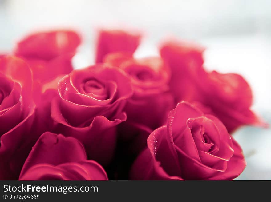 Beautiful Red Roses