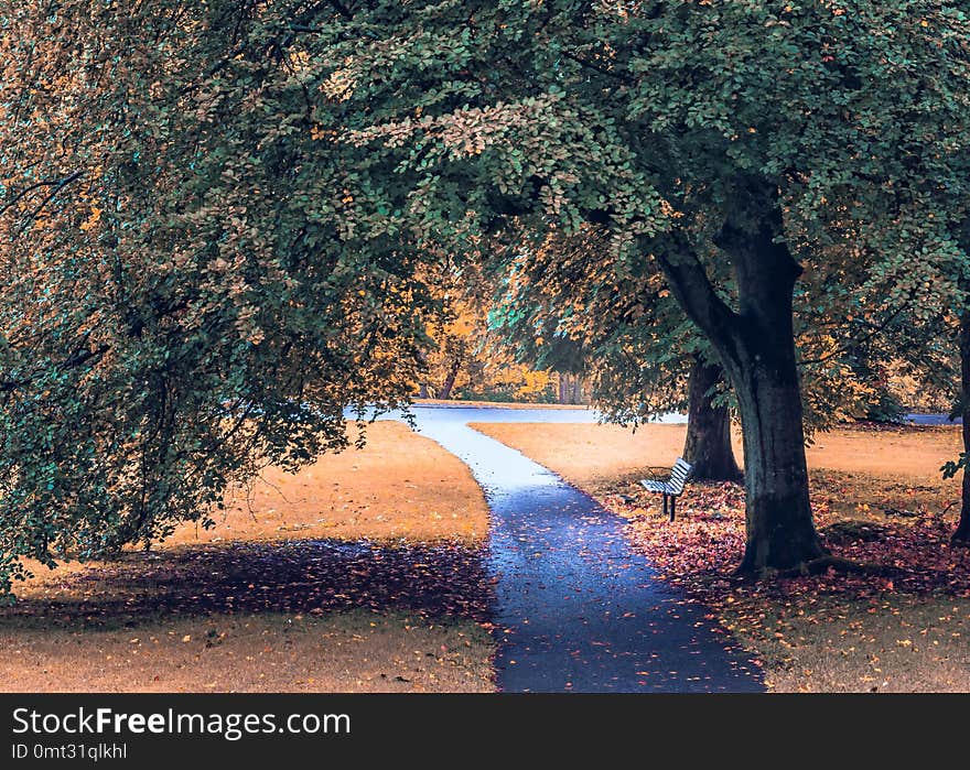 Autumn colors a park with a bench and walking track