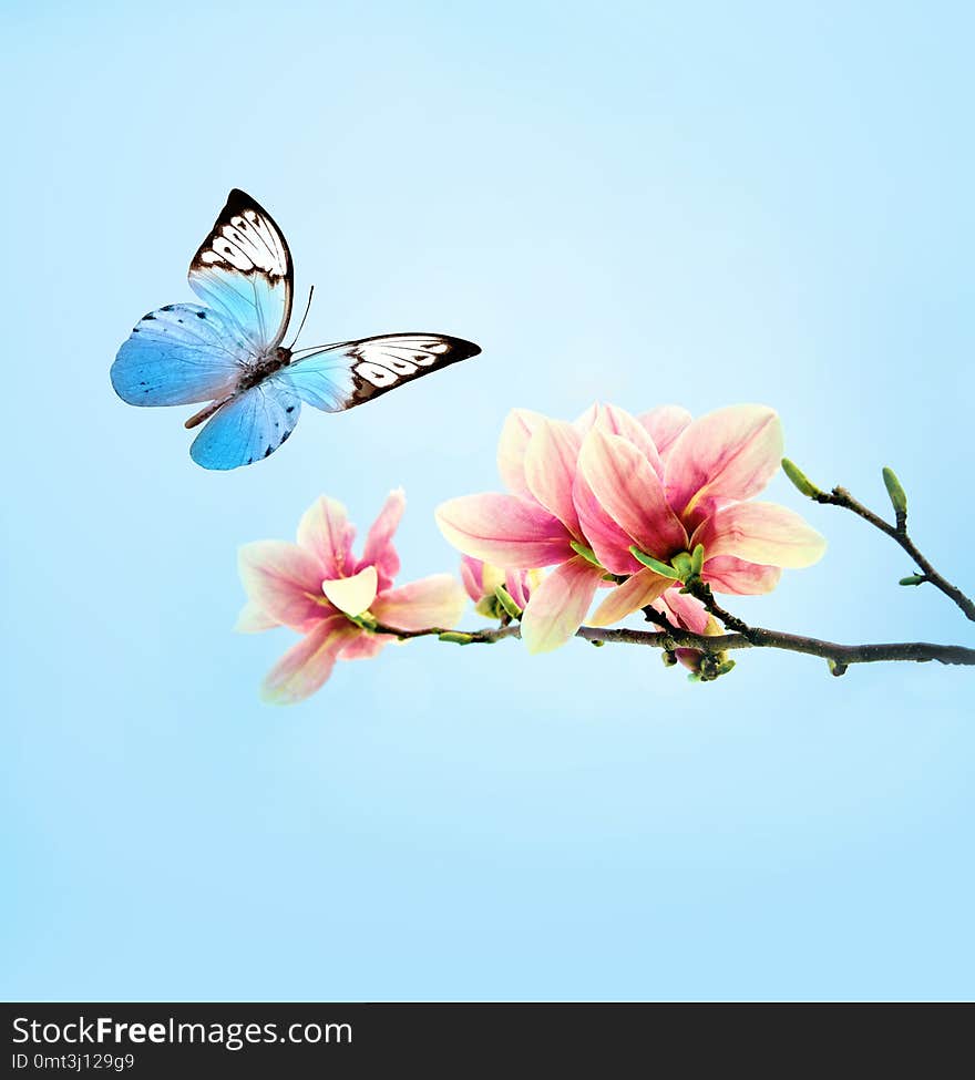 Beautiful butterfly on pink flower magnolia, sky background.