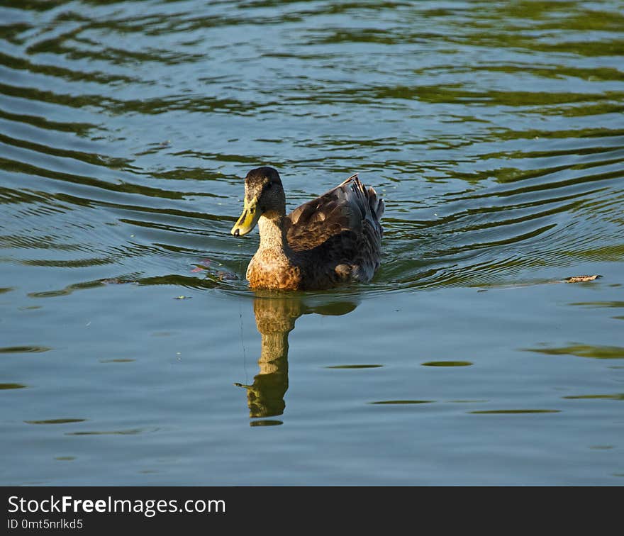 Duck on the water