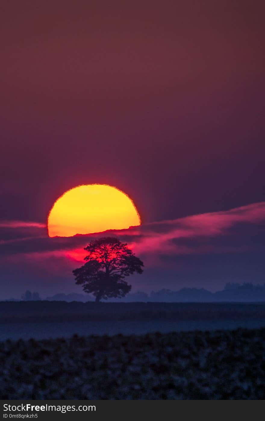 Tree on the field and solar shield. Tree on the field and solar shield