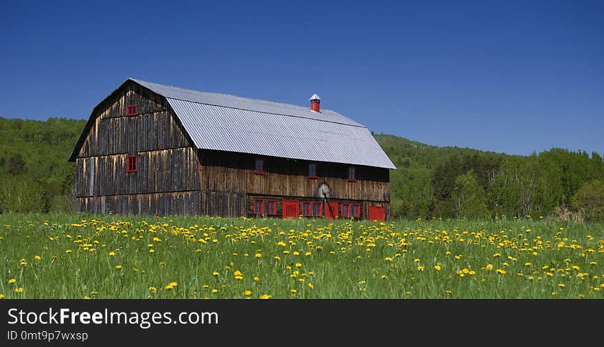 Beautiful Old Barn with Red Doors in a Field of Dandelions