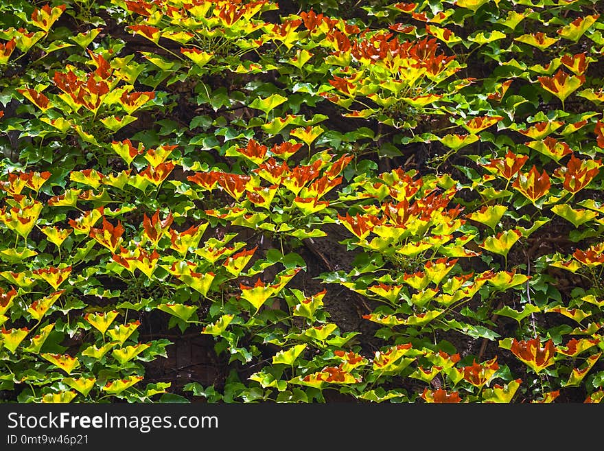 View of house facade with wall, covered by overgrown creeper plant.