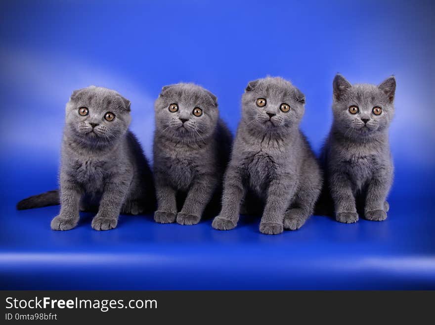 Studio photography of a scottish fold shorthair cat on colored backgrounds