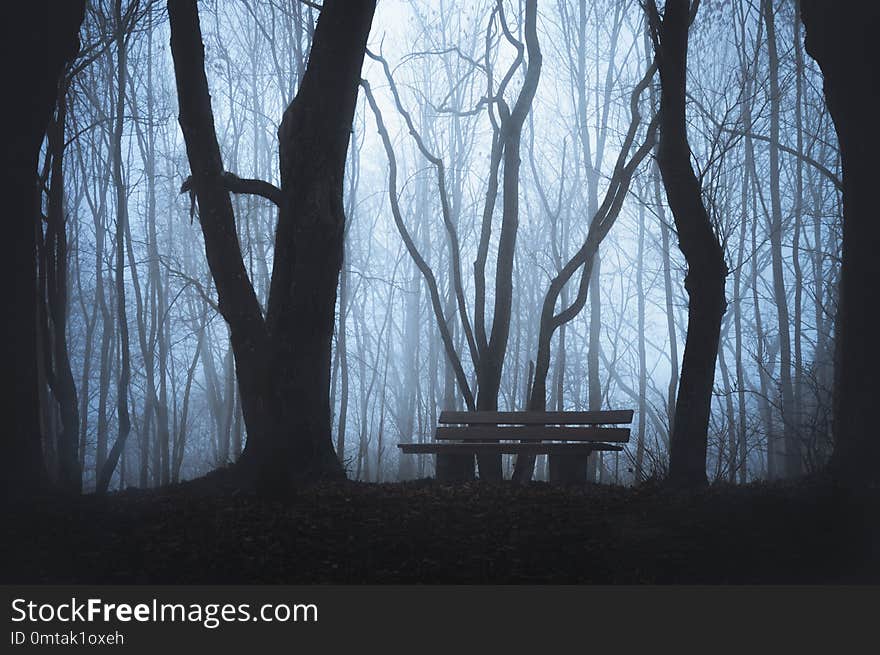 Cold fall landscape with a wooden bench in a forest, with silhouettes of leafless trees and dense fog. Haunted foggy forest. Dark forest with mist. Cold fall landscape with a wooden bench in a forest, with silhouettes of leafless trees and dense fog. Haunted foggy forest. Dark forest with mist.