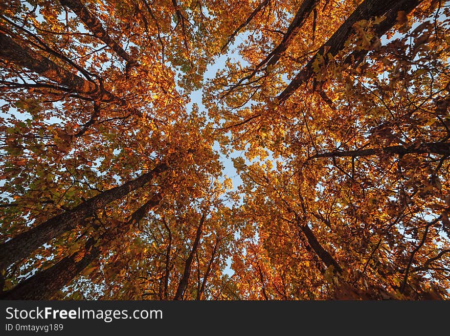 Beautiful trees set against the blue sky. Sunset at the autumn forest in Russia. View on the top of the trees.