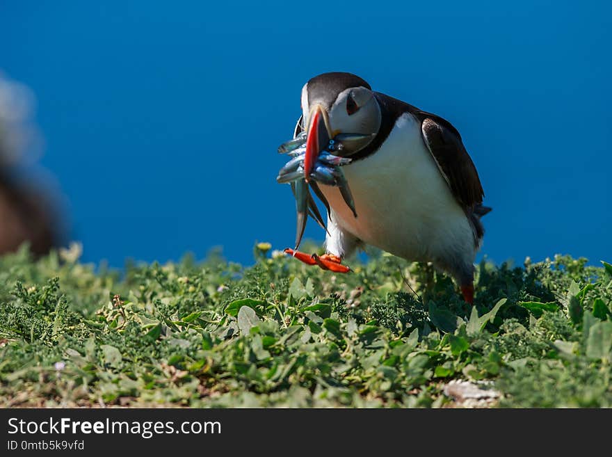 An Atlantic puffin with a beak full of sand eels