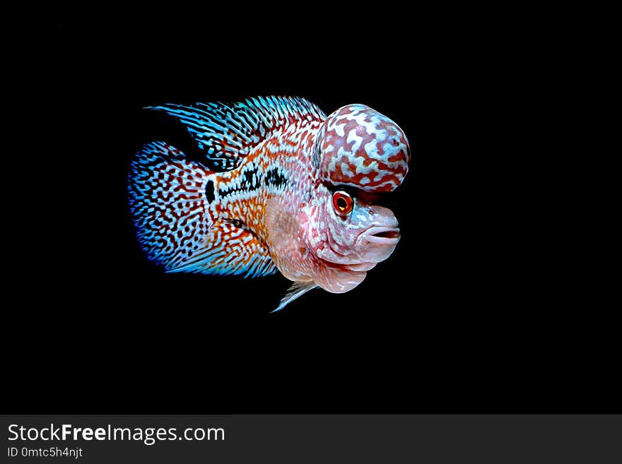 Cichlids fish in a beautiful aquarium