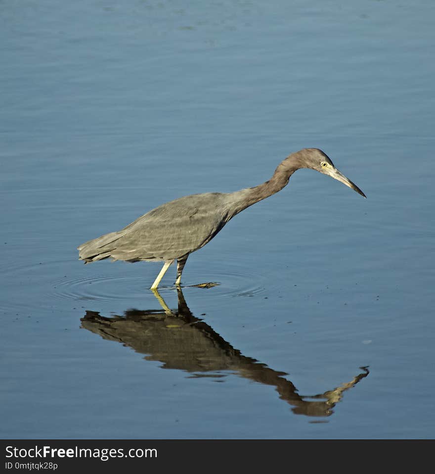 Little blue heron on the water looking at its reflection The little blue heron &#x28;Egretta caerulea&#x29; is a small heron.