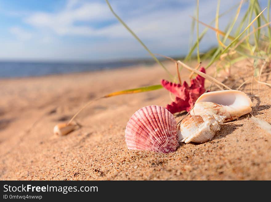 Summer beach in a tropical paradise with a seashell and starfish on golden sand. Wide angle , copy space for your text. Summer beach in a tropical paradise with a seashell and starfish on golden sand. Wide angle , copy space for your text.