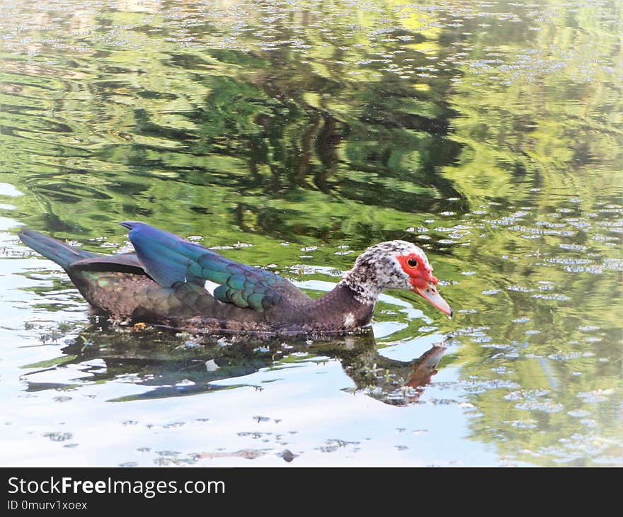 Bird, Duck, Fauna, Water