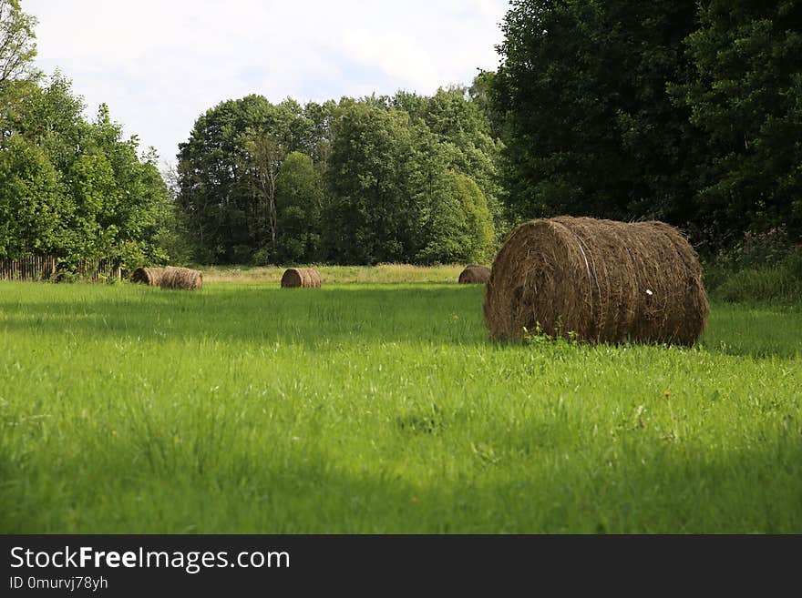 Grassland, Pasture, Field, Farm