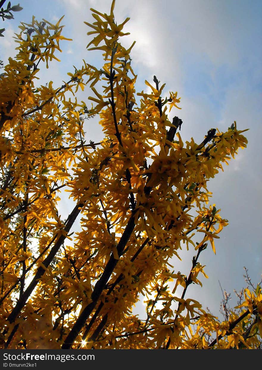 Tree, Branch, Sky, Plant