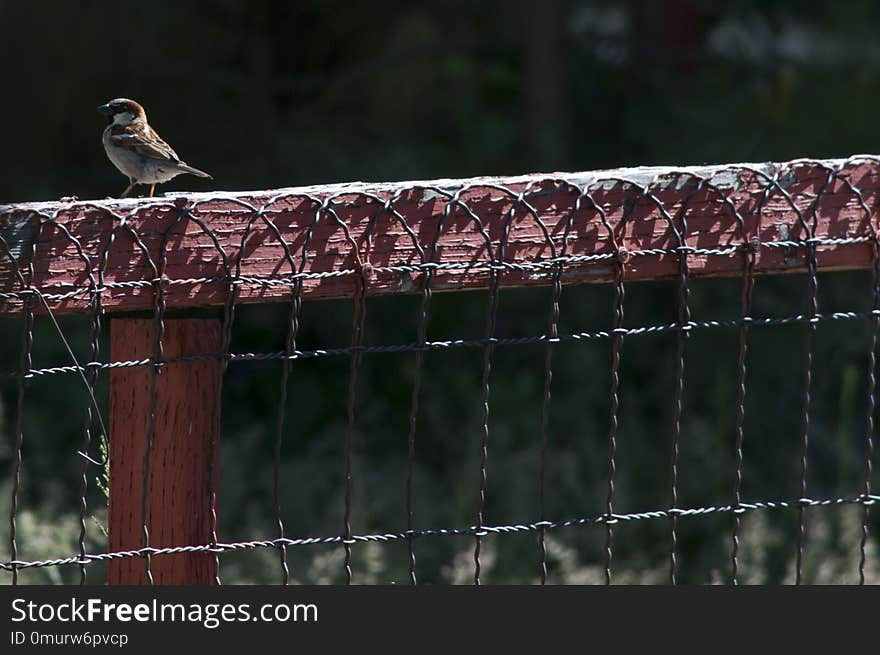 Bird, Fauna, Beak, Wildlife