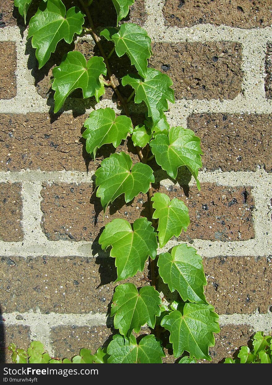 Plant, Leaf, Ivy, Tree