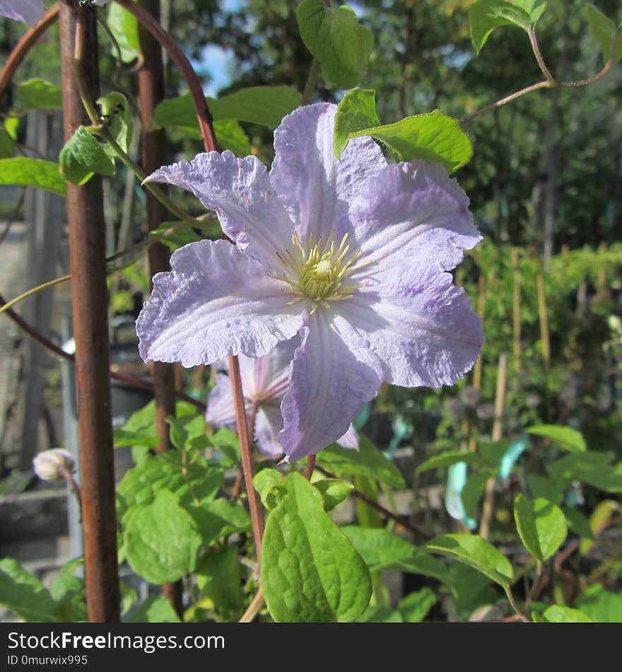 Flower, Plant, Flora, Clematis