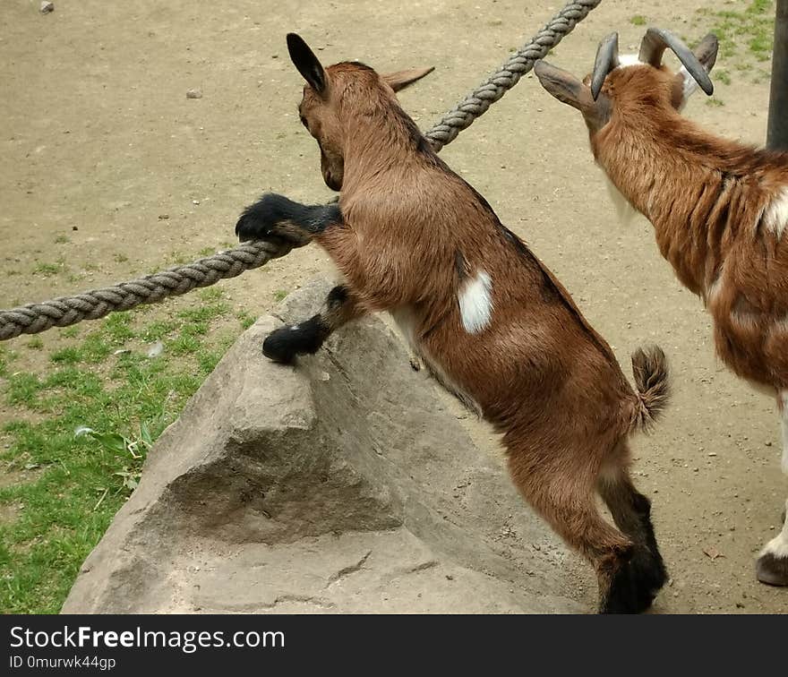 Goats, Goat, Fauna, Cow Goat Family