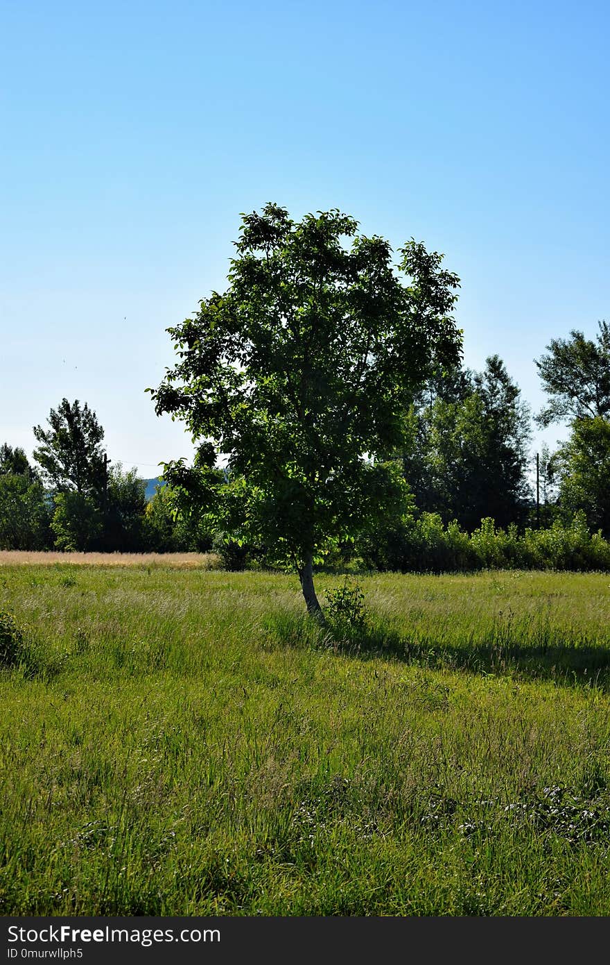 Tree, Sky, Grassland, Field