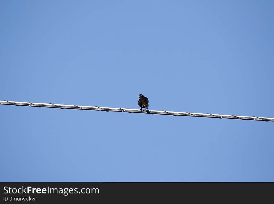 Sky, Bird, Wire, Line