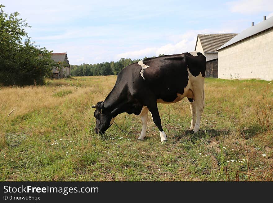 Cattle Like Mammal, Pasture, Grazing, Grass