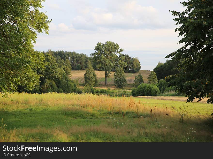 Grassland, Pasture, Nature, Vegetation