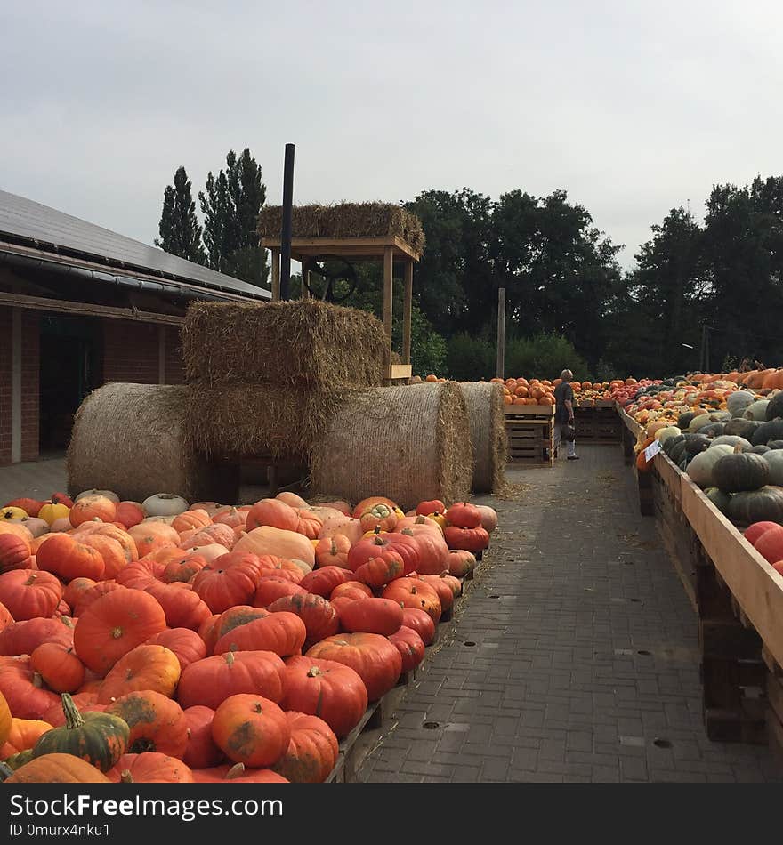 Pumpkin, Produce, Winter Squash, Landscape